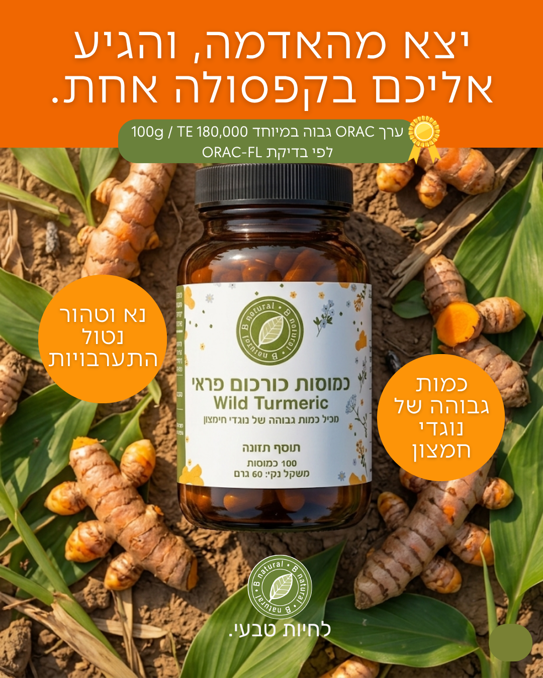 כורכום בר פראי - עשיר בכורכומינואידים ופוליפנולים